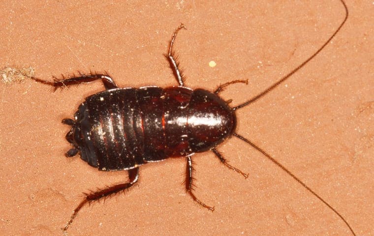 Dirty Cockroach