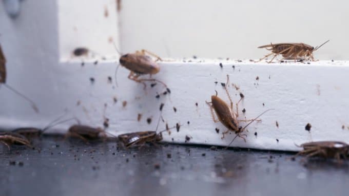 Dirty Cockroach